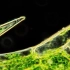 显微镜下的叶绿体，安静而美丽