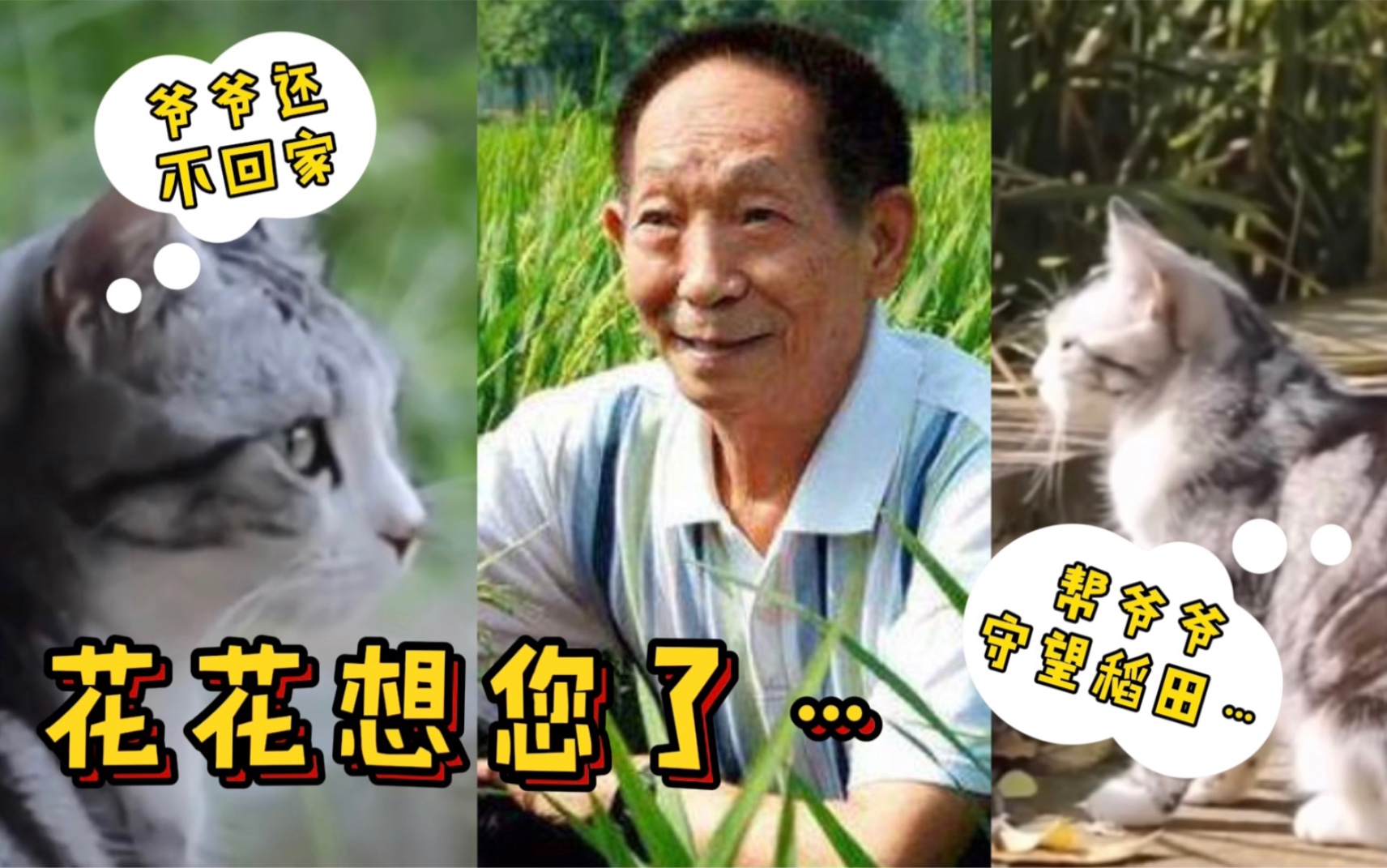 袁隆平爷爷离开160多天了 他的猫还在等他回家