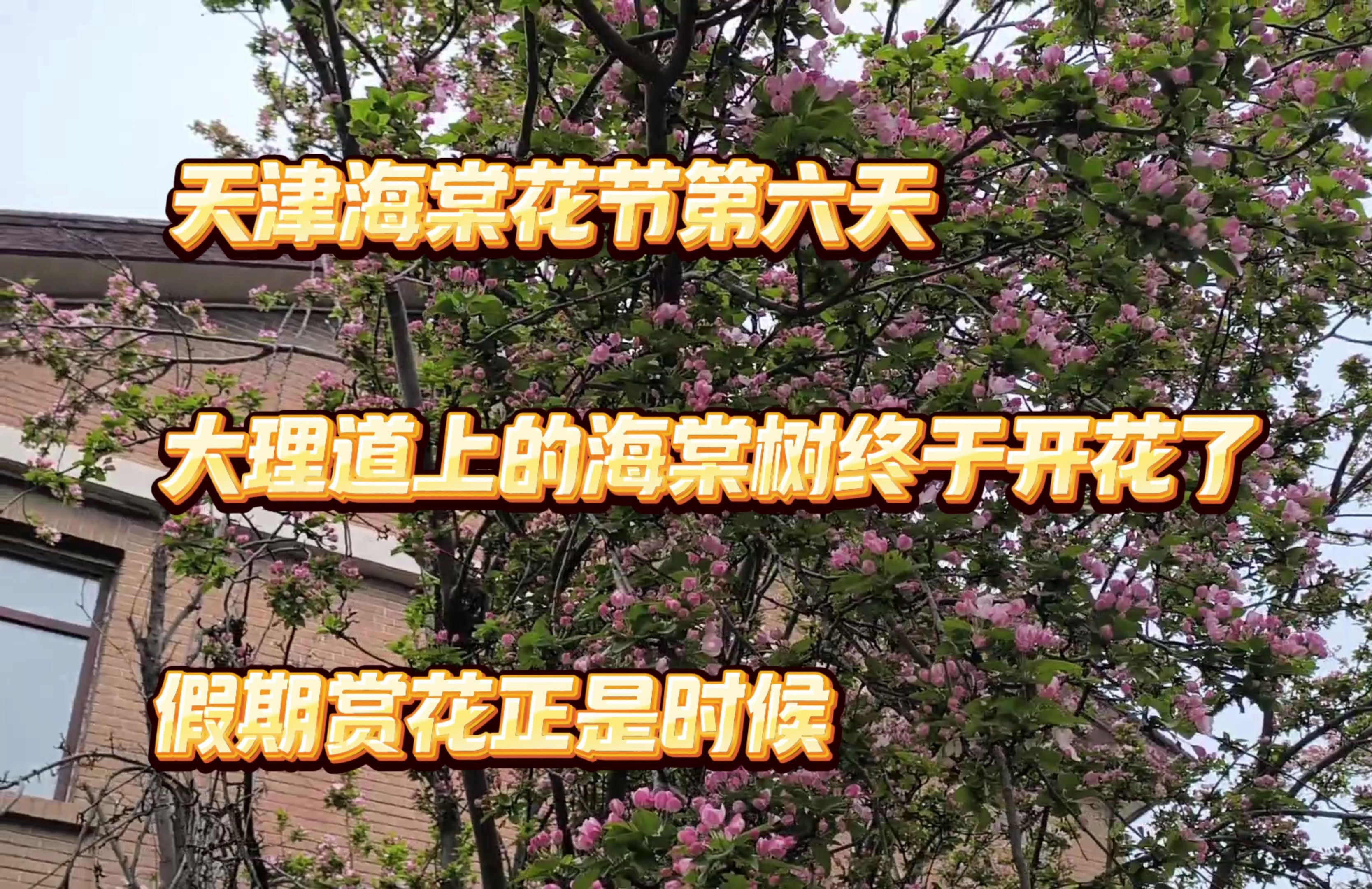 天津海棠花节已经第6天，大理道上的海棠树终于开花了，实拍现场，假期赏花正合适
