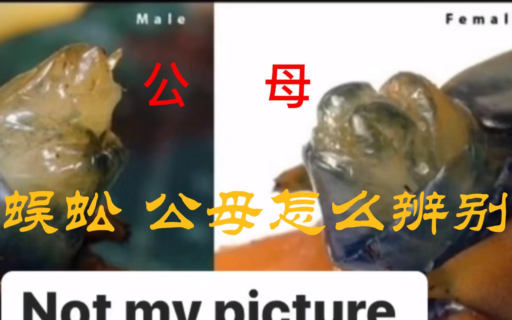 蜈蚣公母怎么辨别