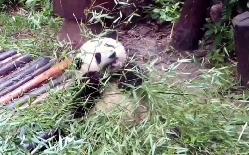 熊宝宝和花：哇，吃竹子好开心啊！