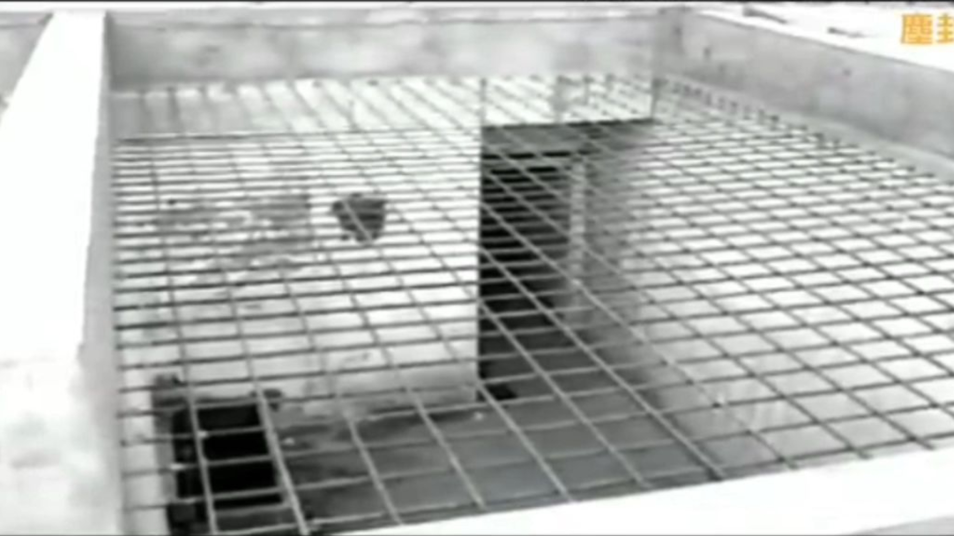 【秦城特别犯人】看押江青的日子