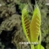 【CCTV科教】自然传奇——食肉植物
