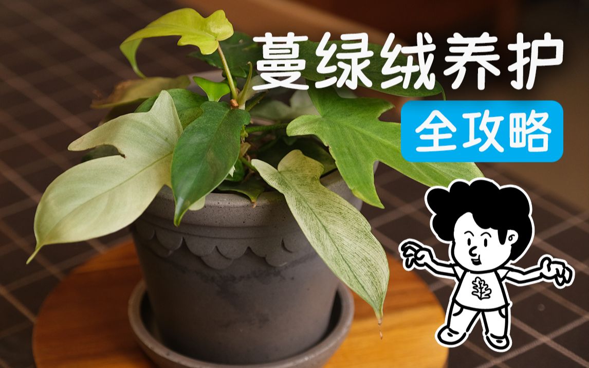 蔓绿绒养护｜养成巨物必须了解的几点！