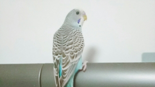 怎么教鹦鹉飞 2310409505f167dba722290d01d6f5a2a25ff6da.jpg@310w_174h_1c_100q.jpg