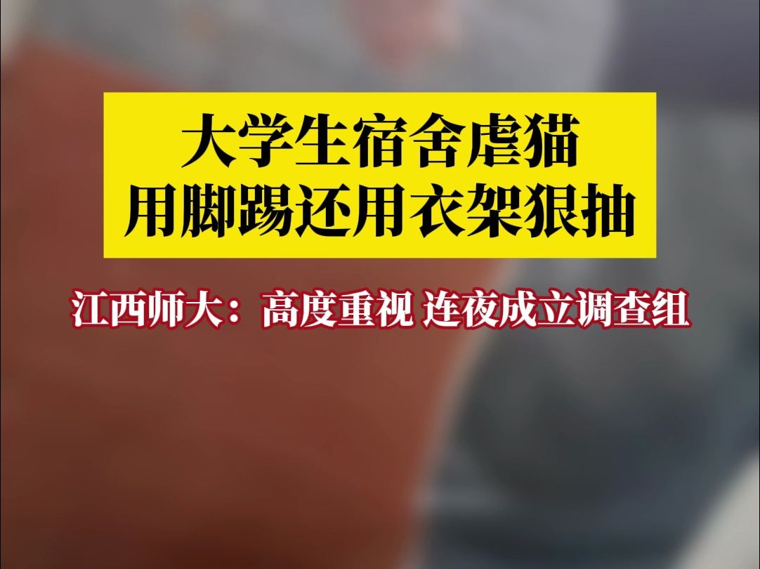 江西师大通报男生宿舍虐猫:高度重视,已成立调查组哔哩哔哩bilibili