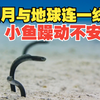 蝠鲼告诉你，什么是海的味道