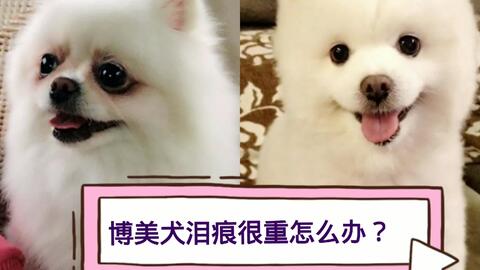 到底什么样子才是博美 23682655518dff7aff3d37b1aa23a956e7f0e0aa.jpg@480w_270h_1c