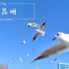 【挑大学选城市系列】云南昆明（春城昆明，海鸥扑面而来