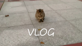 2391f96793c2c531e5cd33d78ddf00994ca749d4.jpg@280w_158h_1c_100q.jpg