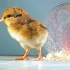 从蛋液到“出壳”，小鸡孵化过程全记录