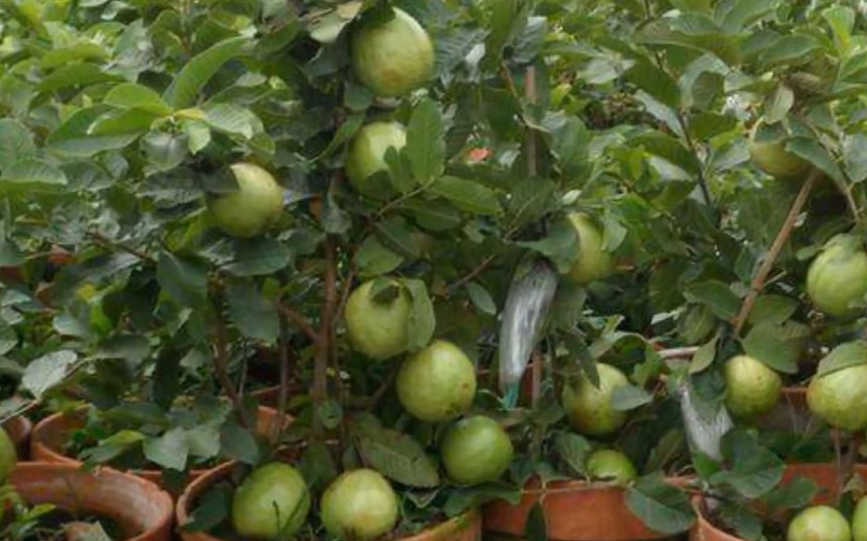 番石榴树高枝压条繁植技术 guava tree air layering propagation