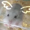【仓鼠】奶茶小舔使：“我要舔穿这结界