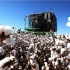 棉花的一生｜现代农业种植收获和加工棉花