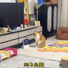就不愿意给他玩电子产品，有按钮他就不停看动画，打电话，收了单独控制小度的按钮就乱戳屏幕，突然一下吓得我心慌[喜极而泣]而且我还把原视频音量调低了[捂脸