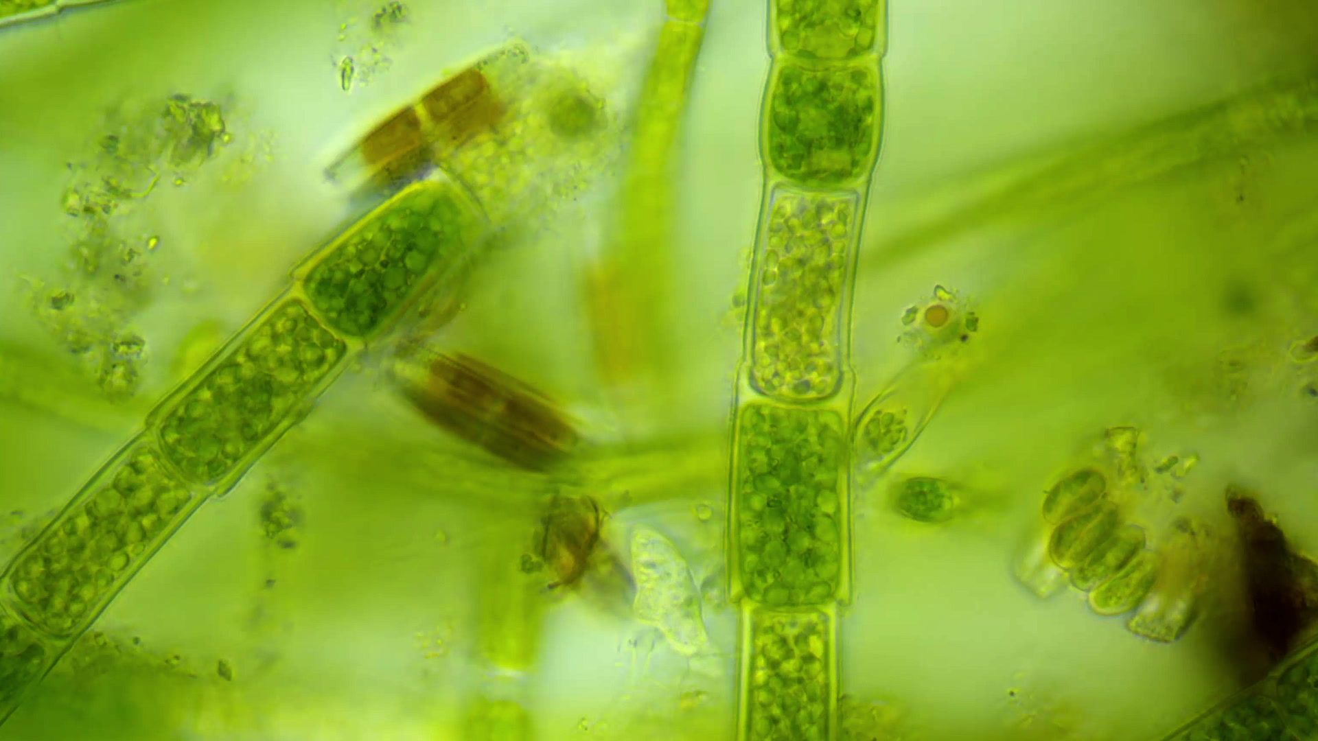 显微镜100x物镜下硅藻等微生物