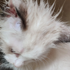 还原小猫卡脖子过程，吓得魂都没了
