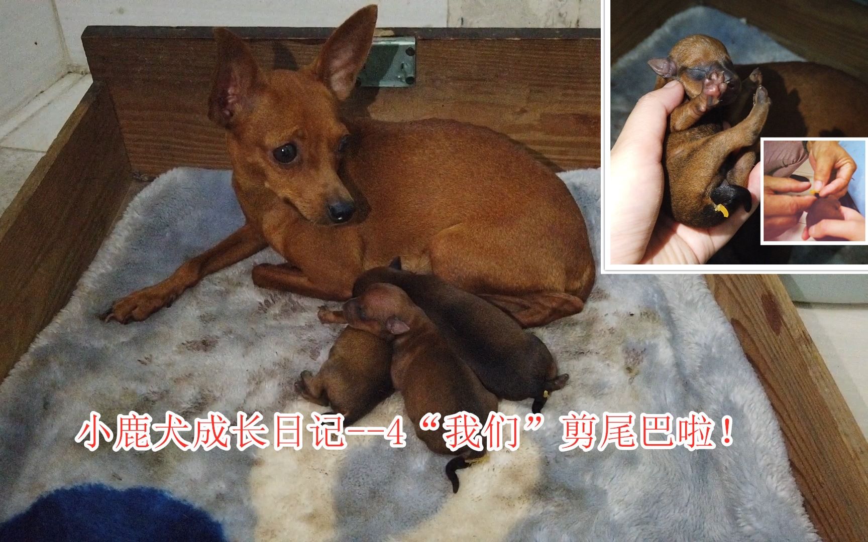 给刚刚出生的小鹿犬幼犬进行断尾操作套上橡皮筋后幼崽疯狂补充能量狗