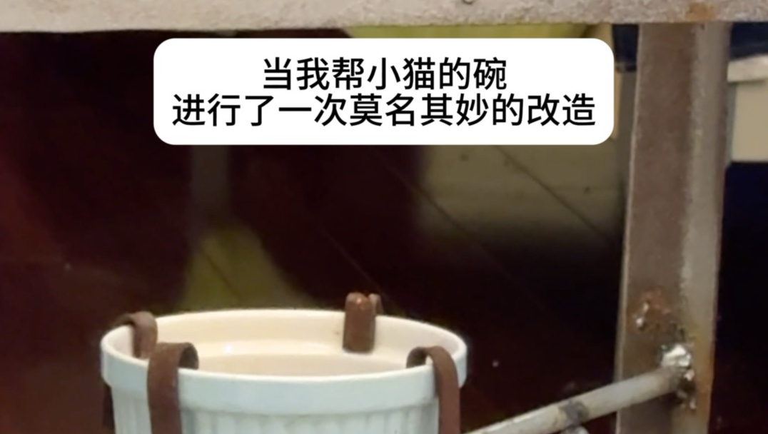 肖茂，怎么猫粮都不吃了！