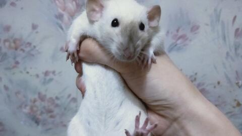 2411558100744208b0647d75f7b2d17a206c5f80.jpg@480w_270h_1c