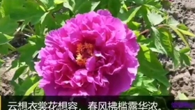 2419e611a6fc2238bcd54178b577803b929842fd.jpg@280w_158h_1c_100q.jpg