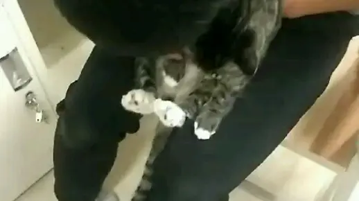 室友抓住汤圆就是强制性灌输撸管教程 我特