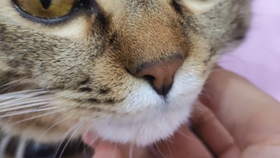 242388c3d4d578d3a85ef479fca1441dcaefc23c.png@280w_158h_1c_100q.jpg