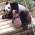 【大熊猫圆梦】欢欢对卷卷真的好温柔！