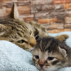 猫妈妈带着小猫去睡觉