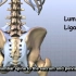 带你了解腰椎的解剖结构