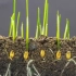 【延时摄影带你看植物种子的萌芽和生长过程】一个超治愈的视频