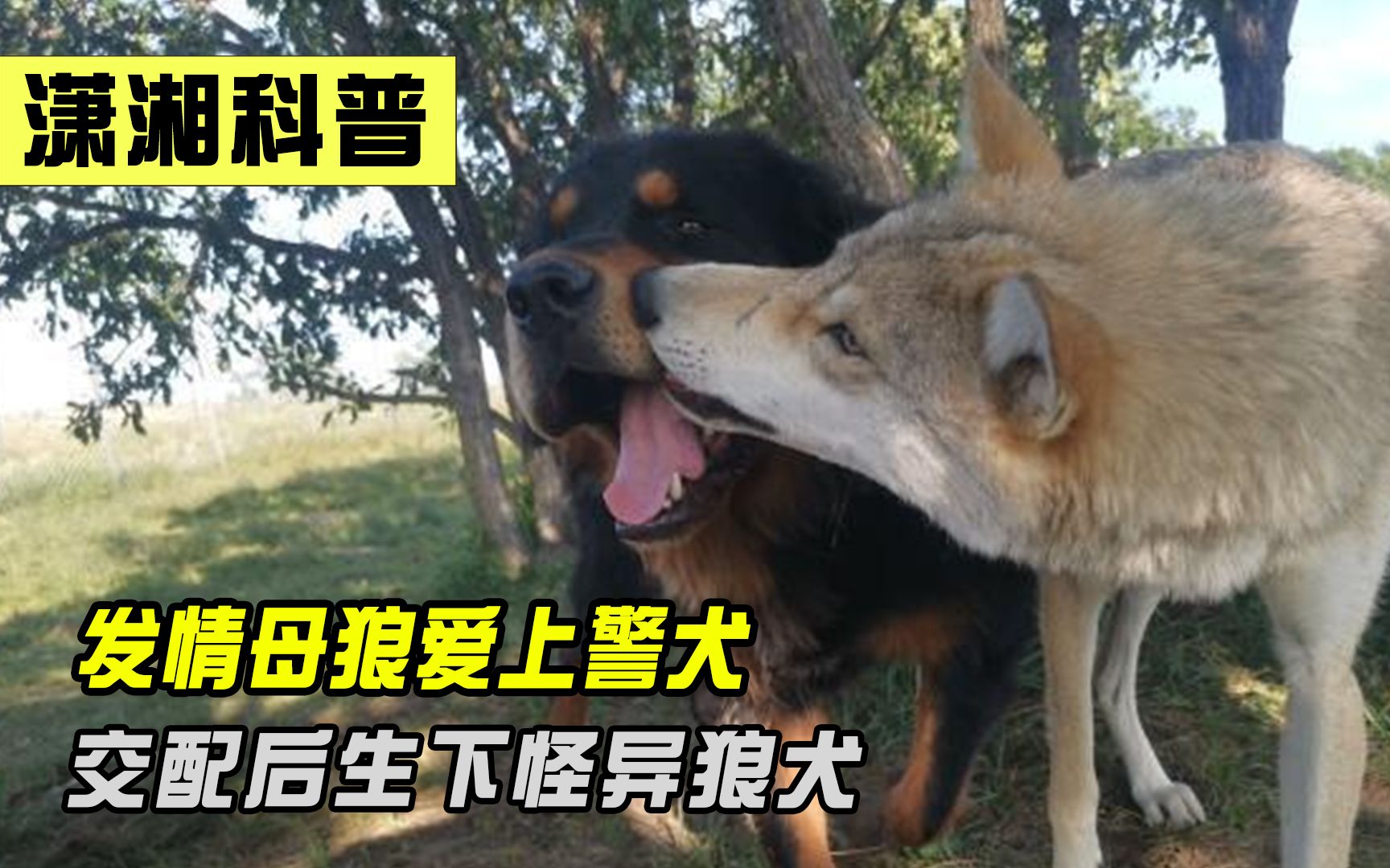 黑龙江发情母狼闯入村庄，竟然被警犬迷住，还为其生下怪异狼犬