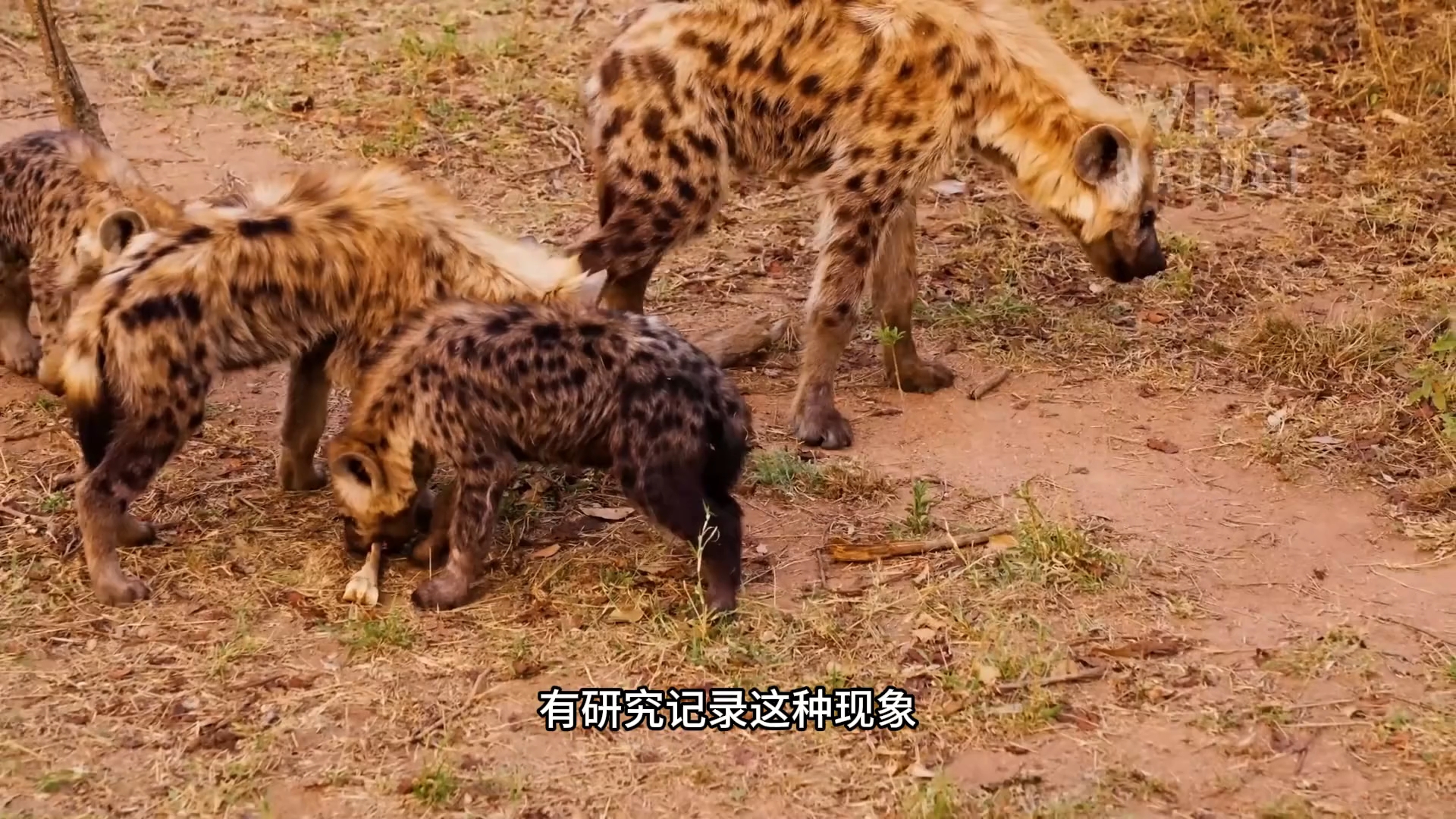 斑鬣狗： 关于它们的社会结构，是几万年进化而得来的结果，雌性的体型与特殊的生理构造，使其拥有了族群的主导权。