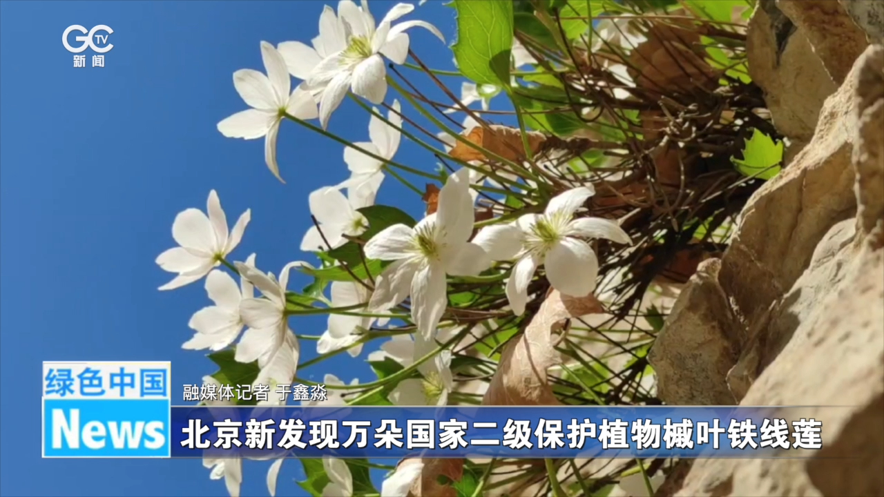 北京新发现万朵国家二级保护植物槭叶铁线莲