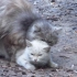 一只母猫 被三只公猫 同时爱上
