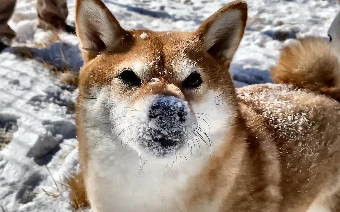 [搬 柴犬熊狐狸[柴犬]下雪狗欢喜看了这就明白了