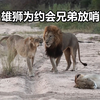 雄狮外出约会母狮，重伤兄弟为它放哨，这份情谊堪比金坚