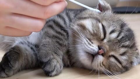 猫咪怎么洗耳朵视频 24b5c87210c95312c8f0e60597077a1d75095b72.jpg@480w_270h_1c
