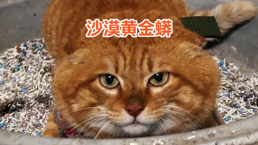 大橘哥115-黄金蟒形态