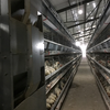 自动喂料机—弘锦机械笼养自动化鸡舍