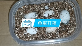 24d9af648d28ab17718eb4e7f00d65e7d972011d.jpg@280w_158h_1c_100q.jpg