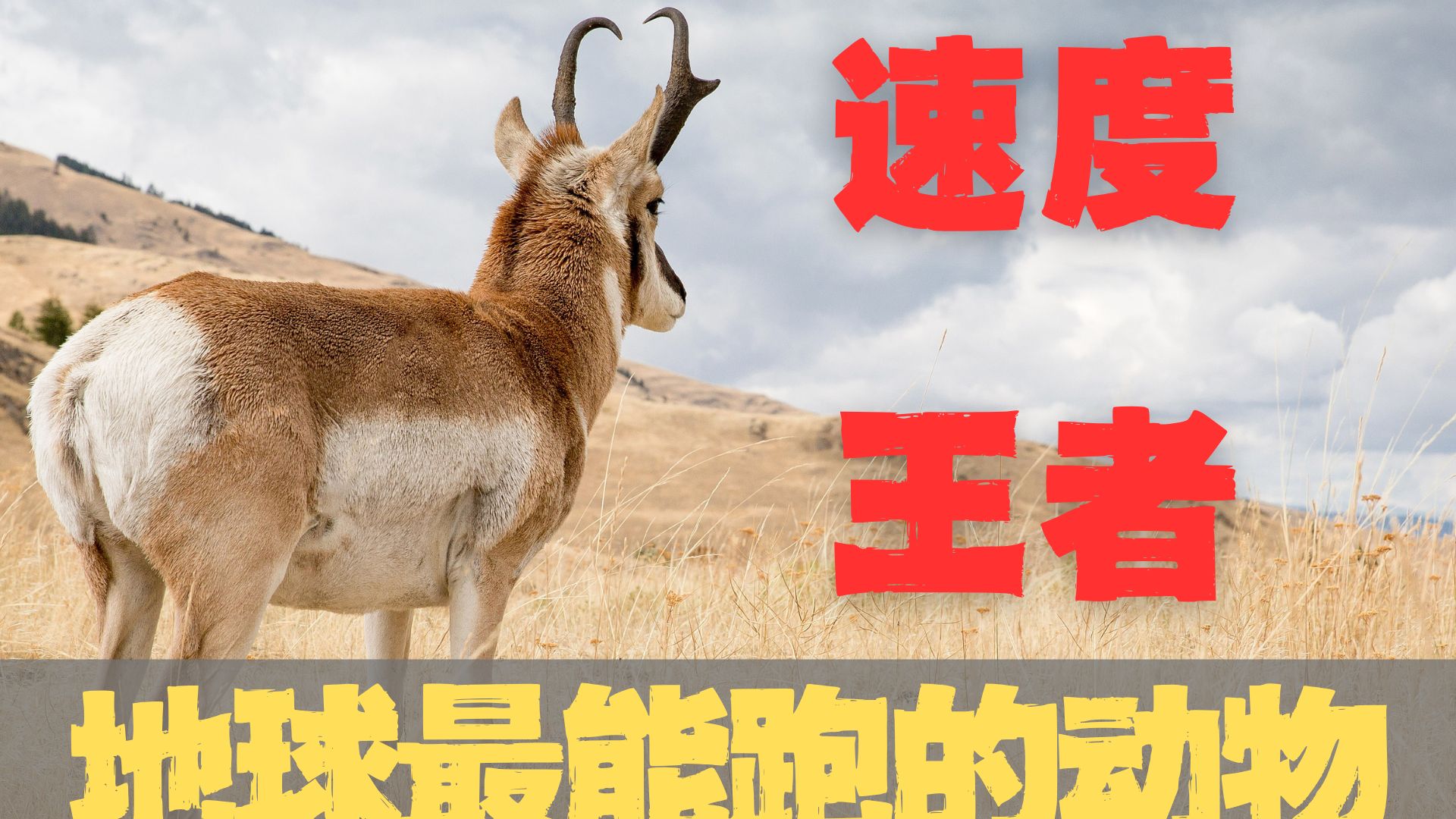 世界上速度最快的动物是谁？