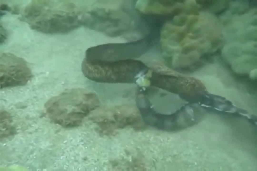 海洋动物海蛇与海鳗的激烈战斗