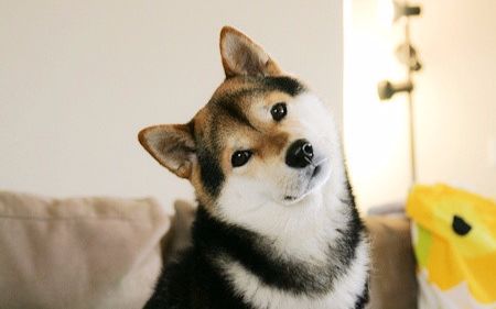 比哈士奇还贱的黑柴,每天能把黄柴犬给气死,却一点办法都没有!图片