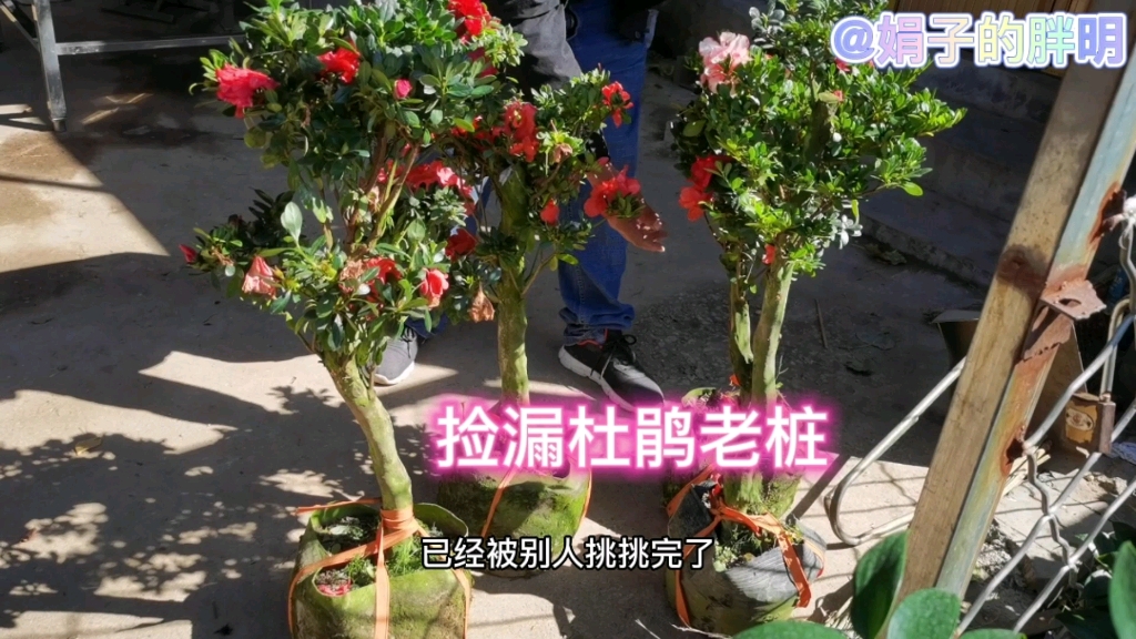 毛哥来了一批便宜的杜鹃老桩,本想去捡个漏,结果去晚了