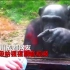 太有才！猩猩教游客喂饮料，网友四川话翻译笑到喷饭！