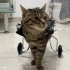 别再推荐我买宠物轮椅啦！对于瘫痪猫咪，轮椅真的好用吗？