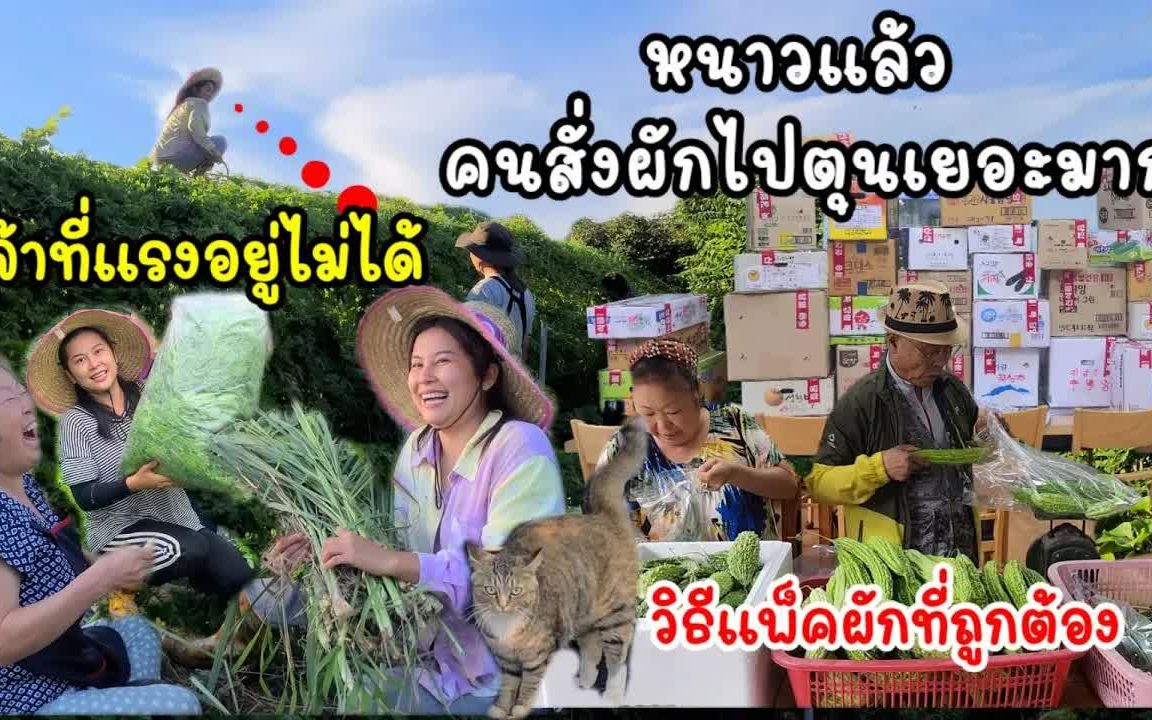 泰国人韩国媳妇-EP.690冬天来了！客户订购了很多蔬菜囤积。收集蔬菜出售