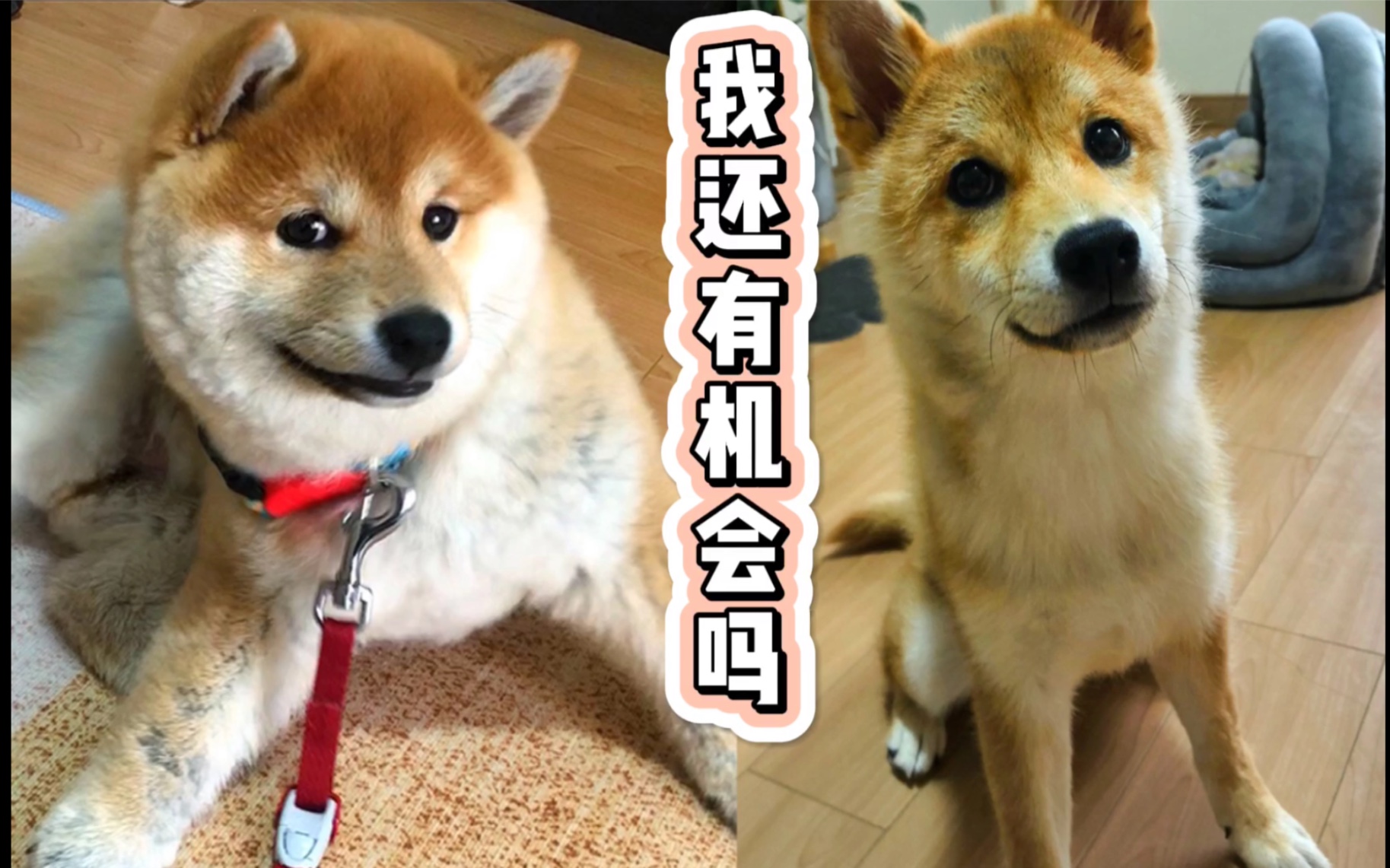 柴犬买回家养了两个月 变化会有多大 哔哩哔哩 つロ干杯 Bilibili