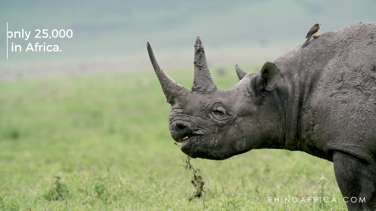 【非洲犀牛】the endangered rhino - in 30 seconds